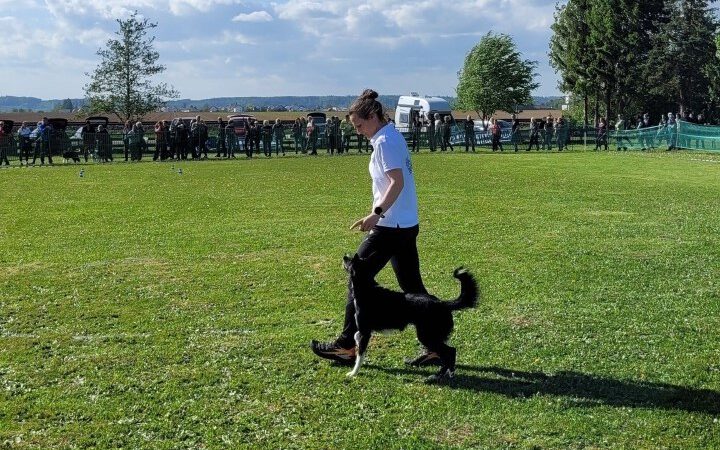Dominique Weisser Hund